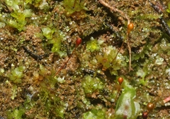 Entosthodon subintegrus