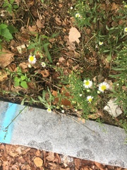 Erigeron strigosus