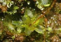 Entosthodon subintegrus