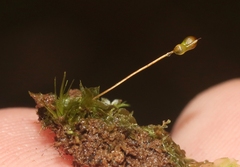 Entosthodon subintegrus