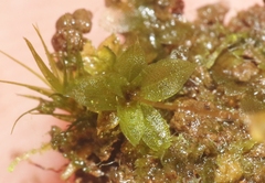 Entosthodon subintegrus