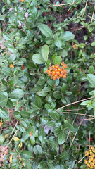 Pyracantha coccinea