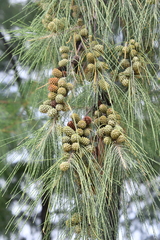 Casuarina equisetifolia