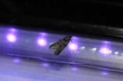 Acrobasis tricolorella