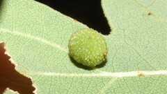 Acraspis quercushirta