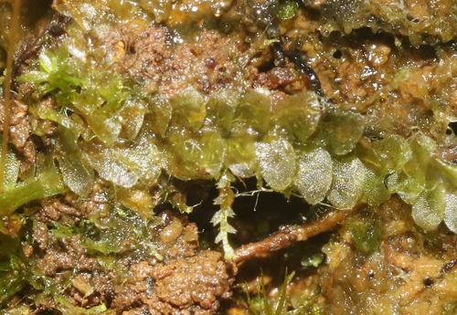 Calypogeia tosana