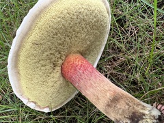 Caloboletus inedulis