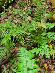 Homalosorus pycnocarpos