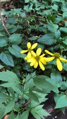Rudbeckia laciniata