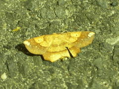 Euchlaena amoenaria