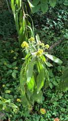 Verbesina alternifolia
