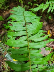 Homalosorus pycnocarpos