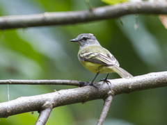 Myiopagis gaimardii