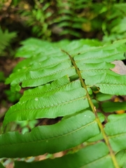 Homalosorus pycnocarpos