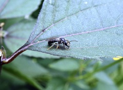 Lasioglossum coriaceum