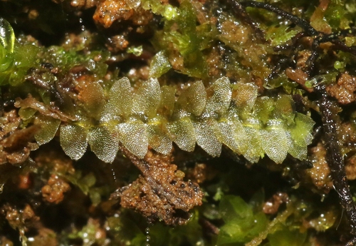 Calypogeia tosana
