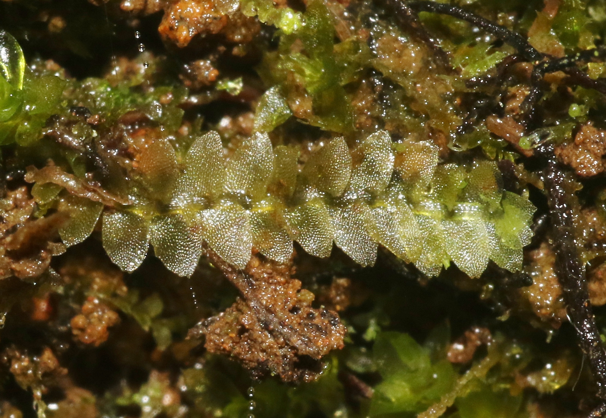 Calypogeia tosana