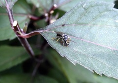 Lasioglossum coriaceum