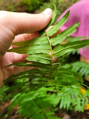 Homalosorus pycnocarpos