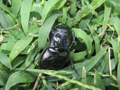 Pasimachus elongatus