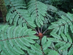 Cyatheales