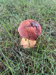 Neoboletus
