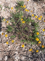 Thymophylla tenuiloba