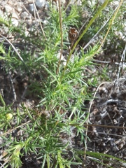 Thymophylla tenuiloba