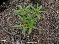 Chamaenerion angustifolium