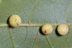 Caryomyia