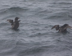 Cerorhinca monocerata