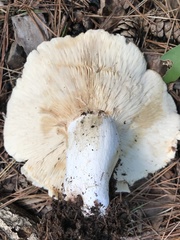 Russula polychroma