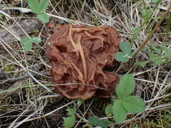 Gyromitra