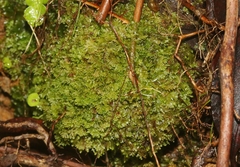 Riccardia