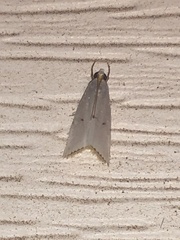 Argyria gonogramma