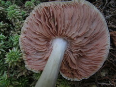 Entoloma indigoferum