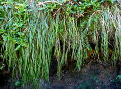 Poa anceps