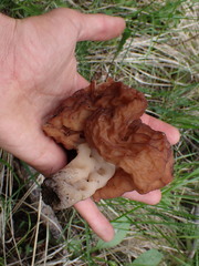 Gyromitra