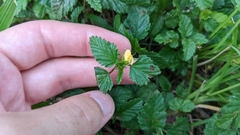 Malvastrum coromandelianum