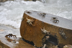 Grapsus tenuicrustatus