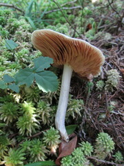Entoloma indigoferum