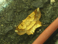 Euchlaena amoenaria