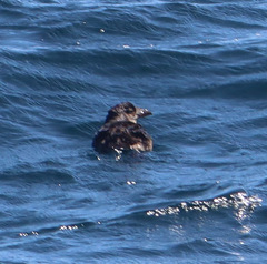 Cerorhinca monocerata