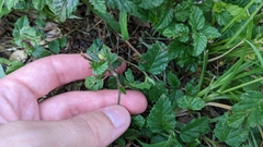 Malvastrum coromandelianum