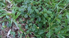 Malvastrum coromandelianum