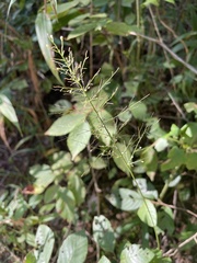 Dichanthelium polyanthes