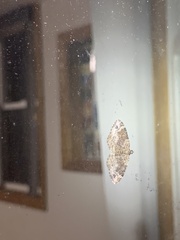 Xanthorhoe ferrugata