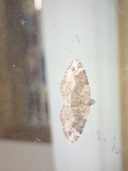 Xanthorhoe ferrugata