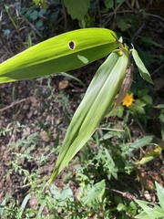 Dichanthelium polyanthes