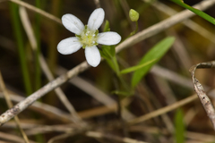 Moehringia